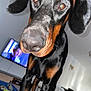 dog, doberman, close_up, black_and_brown, pet, indoor, living_room, furniture, television, toy, curious, canine, animal, ears, snout, floor, table, chair, blurred_background, domestic