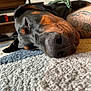 dog, sleeping, nose, carpet, indoor, close_up, black_and_tan, pet, relaxed, tattoo, fur, muzzle, animal, domestic_animal, resting, floor, texture, collar, canine, portrait