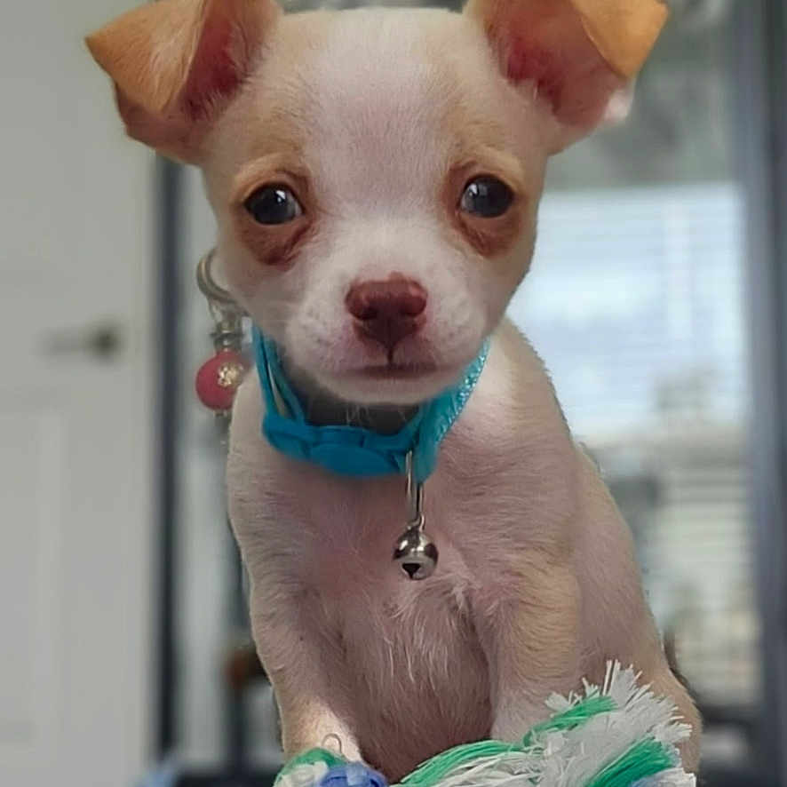 Aleksandar joined the competition — help win amazing prizes! adorable, animal, background_blur, bell, carpet, close_up, collar, cute, dog, ears, face, indoor, looking_at_camera, pet, puppy, rope_toy, sitting, small_dog, soft_focus, toy