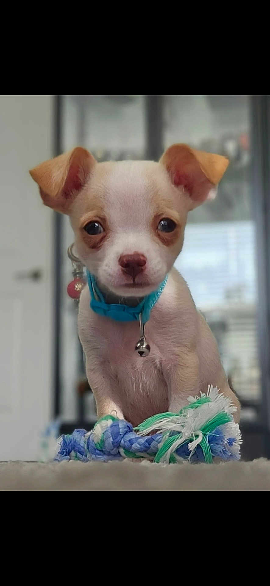 Aleksandar joined the competition — help win amazing prizes! adorable, animal, background_blur, bell, carpet, close_up, collar, cute, dog, ears, face, indoor, looking_at_camera, pet, puppy, rope_toy, sitting, small_dog, soft_focus, toy