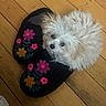 puppy, dog, white_dog, fluffy, small_dog, pet, animal, sitting, cute, portrait, black_slippers, floral_pattern, flowers, wooden_floor, indoor, cozy, fur, nose, eyes, playful