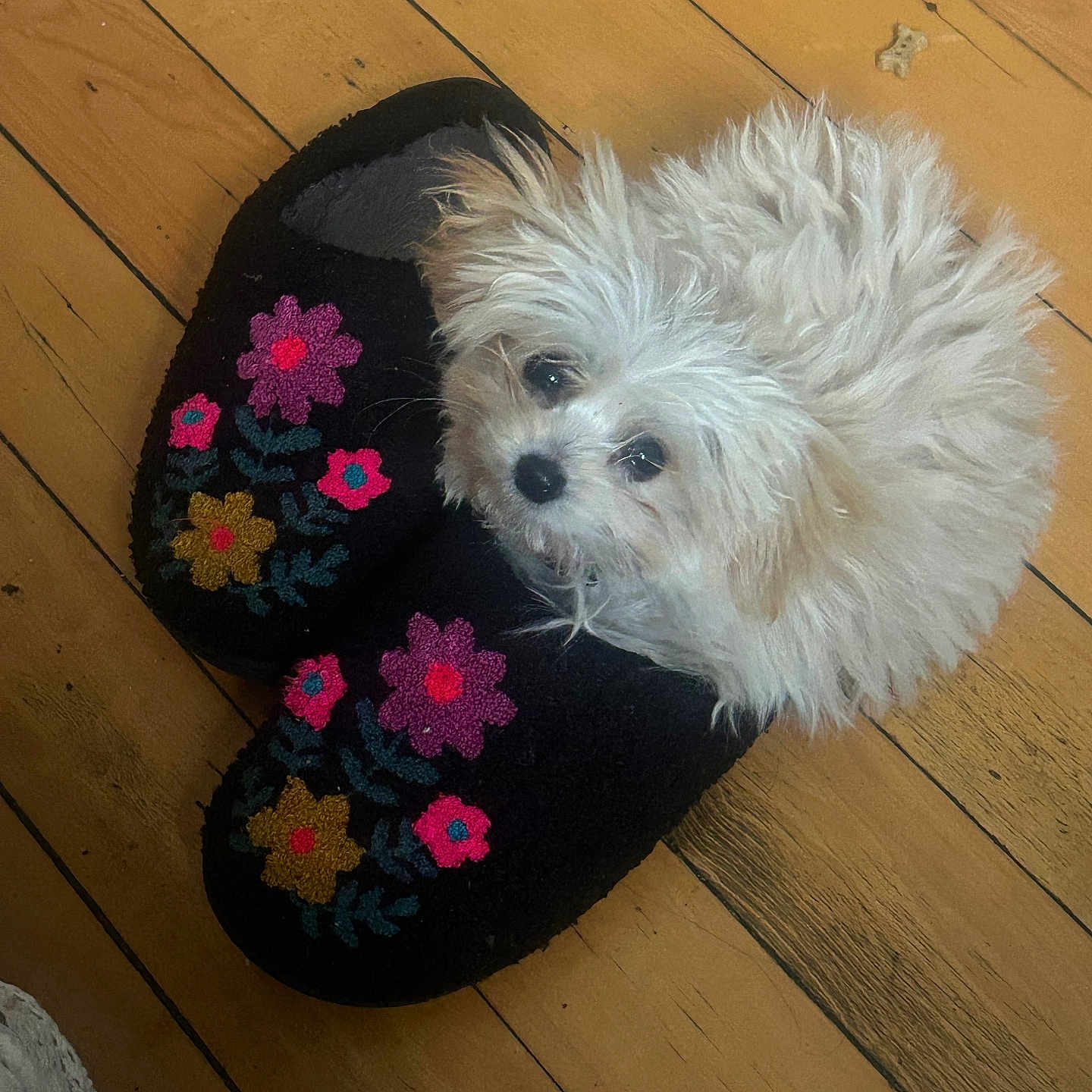 Milo