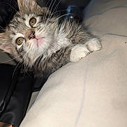 Shiloh is registered to the contest to win money with this photo: kitten, cat, fur, whiskers, paws, indoor, curious, closeup, pet, cute, animal, feline, soft, beige, texture, young, portrait, face, eyes, tabby