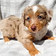 Aria is registered to the contest to win money with this photo: puppy, dog, cute, brown_fur, white_fur, tan_fur, spots, lying_down, soft_blanket, pet, animal, young, small, fluffy, close_up, indoors, portrait, fur, playful, adorable