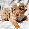 puppy, dog, cute, brown_fur, white_fur, tan_fur, spots, lying_down, soft_blanket, pet, animal, young, small, fluffy, close_up, indoors, portrait, fur, playful, adorable