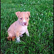 Champ joined the competition — help win amazing prizes! puppy, dog, canine, sitting, grass, meadow, clover, outdoor, nature, greenery, floppy_ears, pink_nose, brown_fur, young_animal, pet, portrait, centered_subject, natural_light, garden, cute