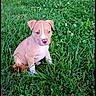 puppy, dog, canine, sitting, grass, meadow, clover, outdoor, nature, greenery, floppy_ears, pink_nose, brown_fur, young_animal, pet, portrait, centered_subject, natural_light, garden, cute