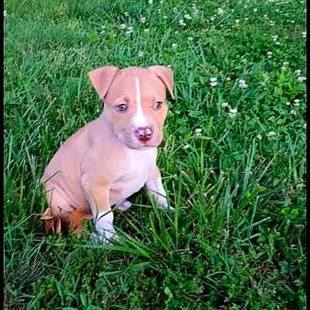 Champ joined the competition — help win amazing prizes! puppy, dog, canine, sitting, grass, meadow, clover, outdoor, nature, greenery, floppy_ears, pink_nose, brown_fur, young_animal, pet, portrait, centered_subject, natural_light, garden, cute