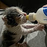 Kitten joined the competition — help win amazing prizes! kitten, baby_animal, feeding, bottle, milk, close_up, fur, whiskers, paw, tiny, cute, domestic_animal, pet, newborn, animal_care, hand, indoor, soft_light, small, adorable