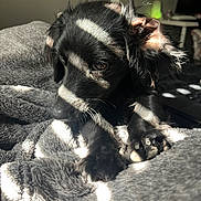 Chucho is registered to the contest to win money with this photo: dog, black_dog, blanket, sunlight, indoor, paw, fur, pet, cozy, resting, sleepy, striped_light, soft_texture, close_up, animal, companion, cute, relaxing, home, shadows