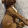 puppy, dog, sleeping, brown, pet, canine, cozy, blanket, relaxed, cute, fur, domestic_animal, resting, animal, indoor, young, mammal, nap, soft, peaceful