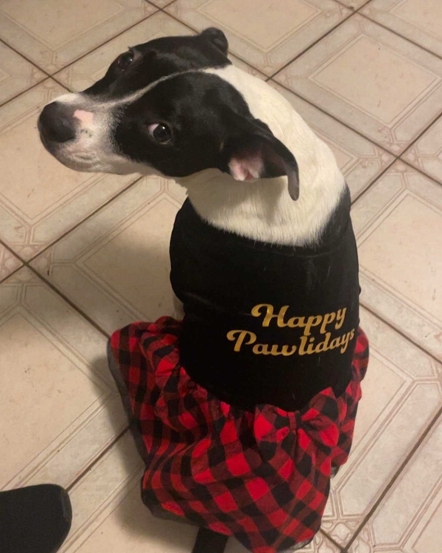Chloe is registered to the contest to win money with this photo: cap, carmine, carnivore, collar, companion_dog, costume_hat, dog, dog_breed, dog_supply, fashion_accessory, flooring, font, fur, hat, pattern, pet_supply, plaid, sleeve, tartan, working_animal