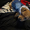 bedding, big_eyes, black_bedspread, blanket, canine, close_up, clothing, cozy, cute, denim_jacket, dog, domestic_animal, fabric, indoor, lying_down, pet, portrait, puppy, puppy_eyes, small_dog