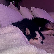 Kiwi participe au concours pour gagner de l'argent avec cette photo : animal, black, blanket, calm, couch, cozy, dog, fur, furniture, home, indoor, living_room, peaceful, pet, pillows, relaxing, resting, sleeping, soft, white