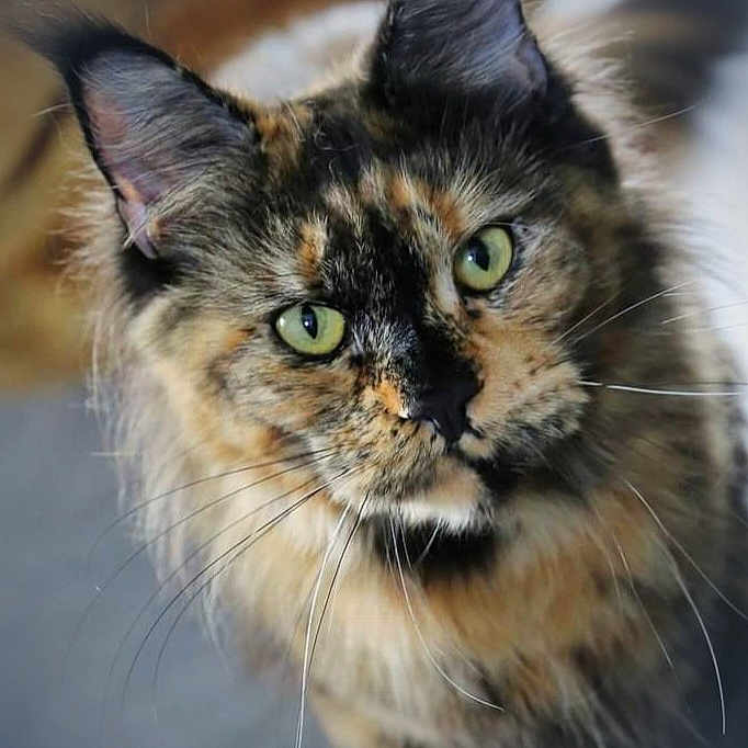 Chaman participe au concours pour gagner de l'argent avec cette photo : animal, cat, close_up, curious, cute, domestic_animal, ears, face, feline, fluffy, fur, green_eyes, indoor, looking, muzzle, pet, portrait, soft_background, tortoiseshell, whiskers