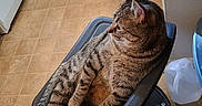 Tigger is registered to the contest to win money with this photo: