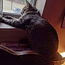 Tigger joined the competition — help win amazing prizes! cat, tabby, windowsill, indoor, window, screen, feline, pet, fur, gaze, resting, side_view, light, shadow, home, quiet, relaxation, animal, domestic, cozy