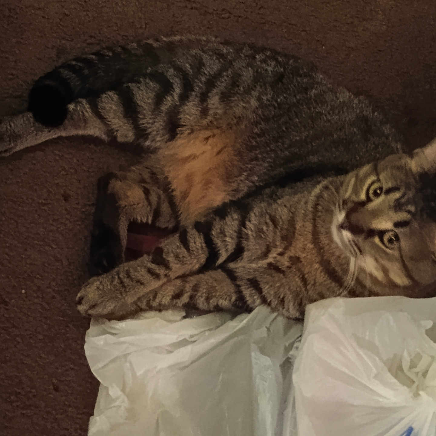 Tigger