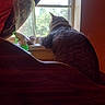 Tigger joined the competition — help win amazing prizes! cat, tabby_cat, window, windowsill, indoor, household_items, baby_bottle, spray_bottle, curtain, wooden_furniture, orange_wall, greenery, daylight, pet, fur, animal, looking_out, domestic, cozy, quiet