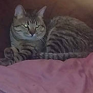 Tigger is registered to the contest to win money with this photo: cat, tabby_cat, pet, animal, feline, striped, lying_down, blanket, pink_blanket, indoor, cozy, resting, fur, whiskers, ears, paw, domestic_animal, relaxed, cute, sleepy