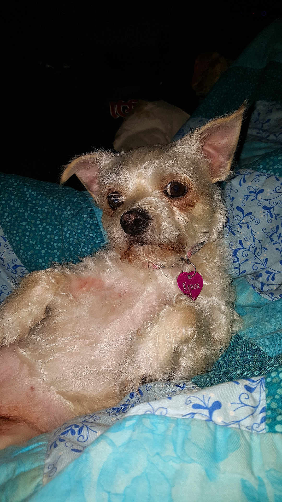 Kensa is registered to the contest to win money with this photo: dog, pet, small_dog, fluffy, lying_down, collar, tag, indoor, quilt, blue, pattern, fur, ears, nose, animal, cute, relaxed, bed, comfort, resting