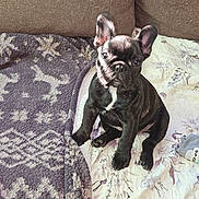Venus a rejoint le concours — aidez-le/la à gagner de superbes lots ! animal, bed, bedroom, blanket, bostonbull, boxer, bulldog, canine, couch, dog, frenchbulldog, furniture, indoors, pet, pitbull, pug, puppy, quilt, room