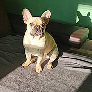 Shanelle participe au concours pour gagner de l'argent avec cette photo : animal, boxer, bulldog, canine, cat, dog, dogbed, frenchbulldog, furniture, pet, pitbull, puppy, whitedog