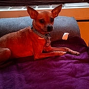 Princess joined the competition — help win amazing prizes! animal, blanket, collar, companion, cozy, cute, dog, domestic_animal, ears, fur, home, indoor, lying_down, mammal, pet, purple_blanket, relaxed, resting, small_dog, tan_dog