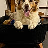 dog, puppy, australian_shepherd, fluffy, happy, smiling, tongue, blue_eye, brown_eye, white_fur, brown_fur, pet, animal, toy_basket, dog_toy, indoor, portrait, sitting, paws, playful