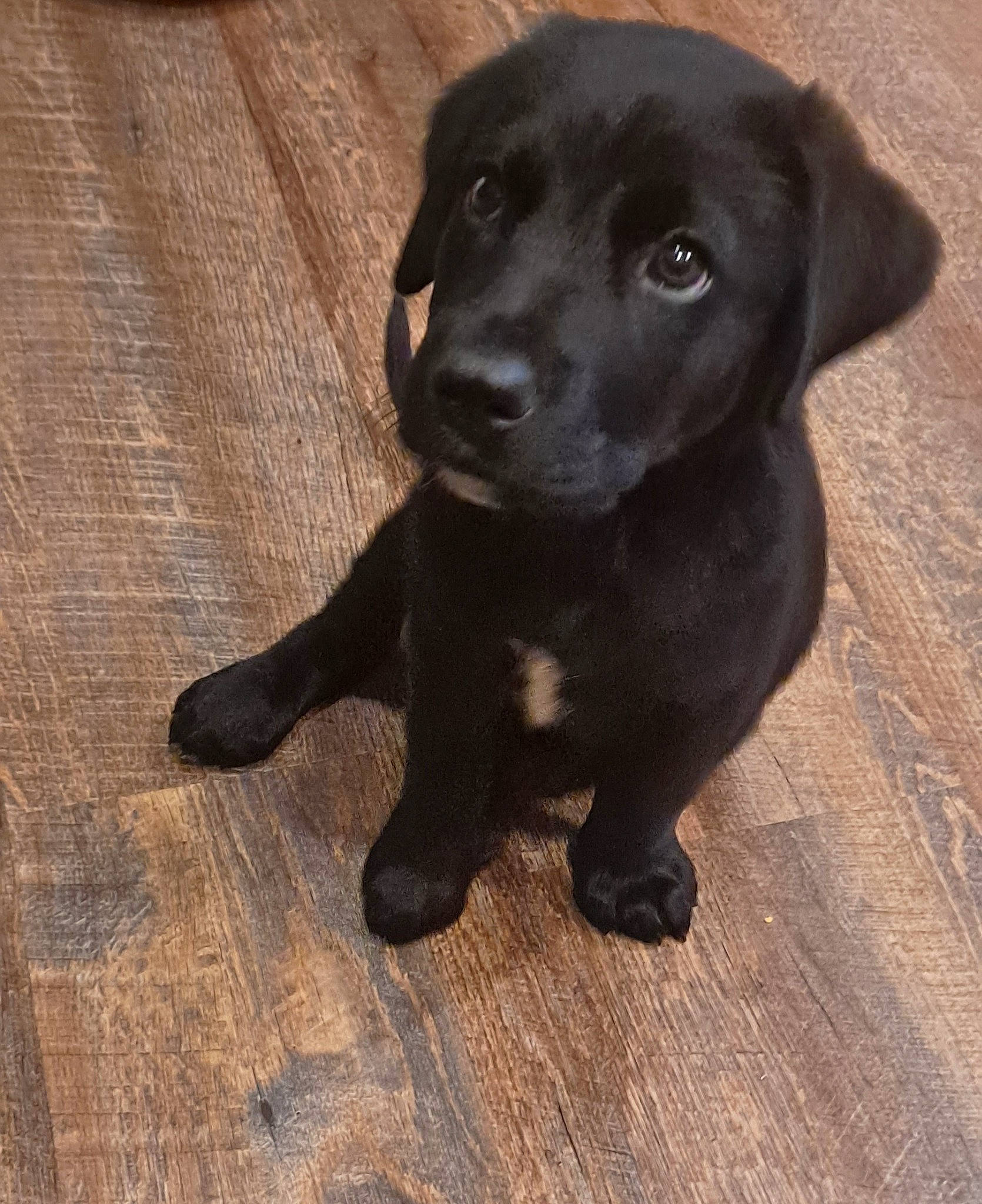 Tux Garris is registered to the contest to win money with this photo: borador, canidae, carnivore, companion_dog, dog, dog_breed, flooring, fur, gun_dog, hardwood, liver, plank, retriever, snout, sporting_group, tail, terrestrial_animal, wood, wood_stain, working_animal