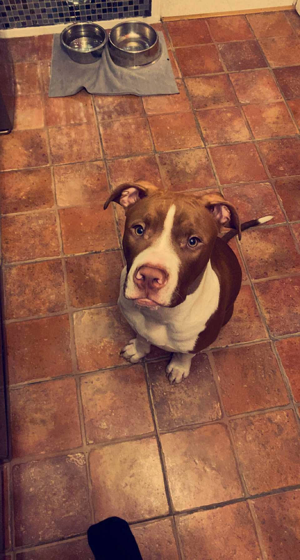 Nikky a rejoint le concours — aidez-le/la à gagner de superbes lots ! art, brick, canidae, carnivore, companion_dog, concrete, dog, dog_breed, eye, fawn, floor, flooring, hardwood, pet_supply, road_surface, sporting_group, street_dog, tile, wood, working_animal