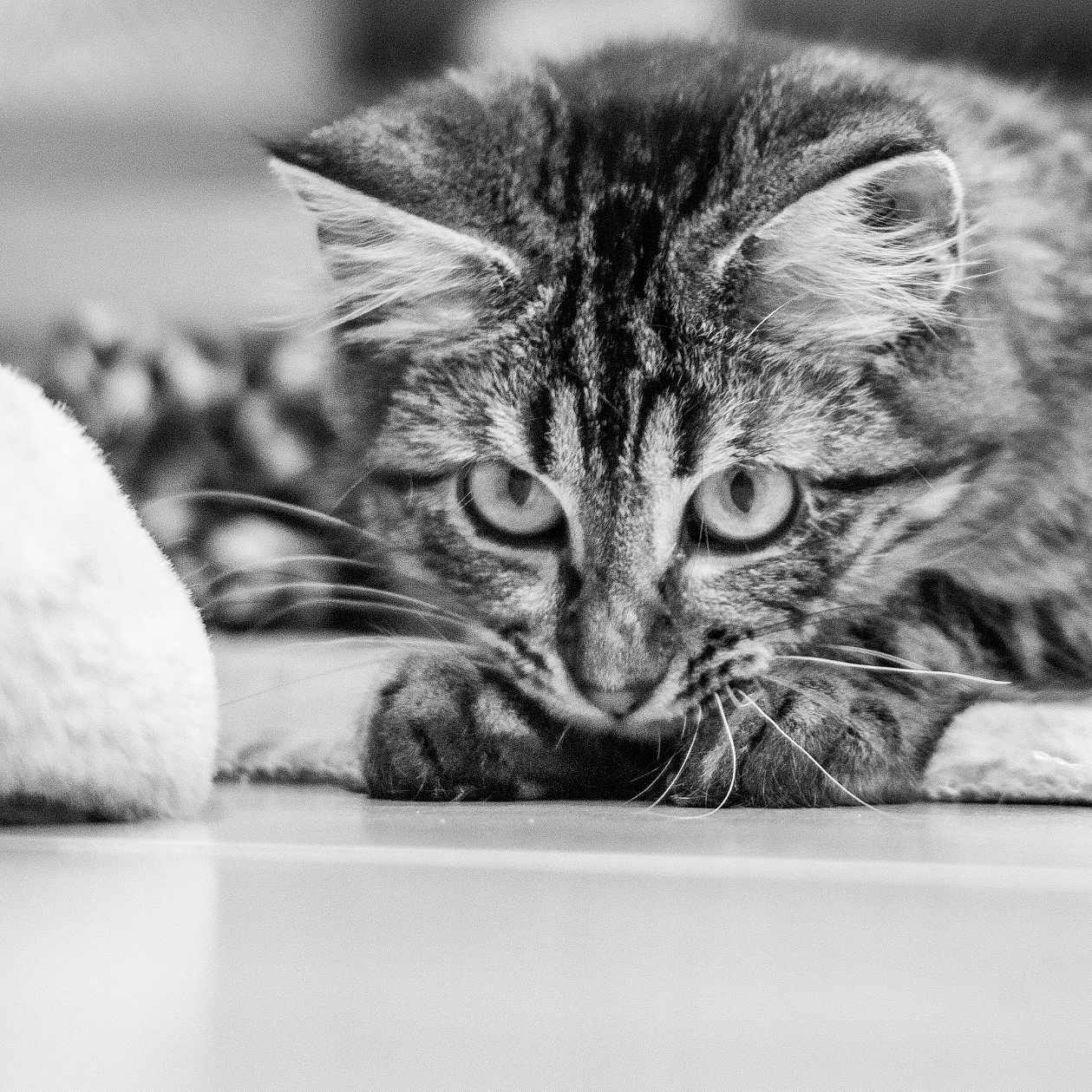Hadès a rejoint le concours — aidez-le/la à gagner de superbes lots ! abyssinian, animal, cat, handwriting, hardwood, kitten, manx, pet, text, wood