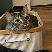 Mini joined the competition — help win amazing prizes! cat, tabby, basket, indoor, wooden_floor, pet, animal, curious, cozy, container, home, ears, whiskers, feline, domestic, floor, resting, looking_up, closeup, cute