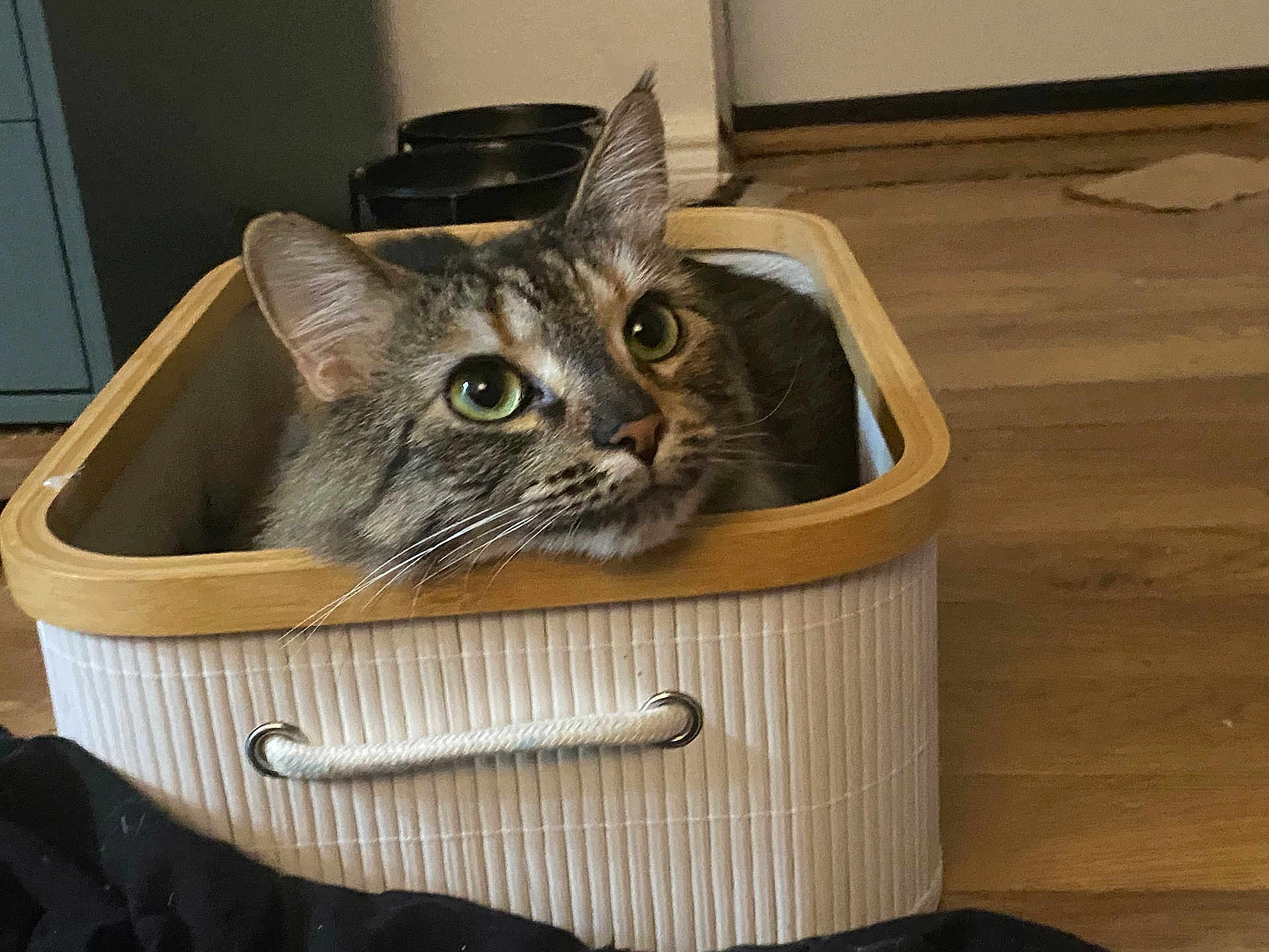 Mini joined the competition — help win amazing prizes! cat, tabby, basket, indoor, wooden_floor, pet, animal, curious, cozy, container, home, ears, whiskers, feline, domestic, floor, resting, looking_up, closeup, cute