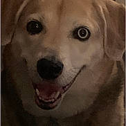 Tess is registered to the contest to win money with this photo: animal, canine, close_up, cute, dark_background, dog, ears, expression, eye, face, friendly, fur, happy, indoor, mouth, pet, portrait, smiling, teeth, tongue