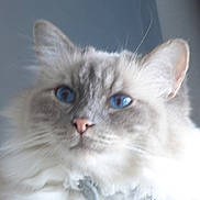 Hoshie a rejoint le concours — aidez-le/la à gagner de superbes lots ! cat, fluffy, blue_eyes, close_up, pet, feline, whiskers, ears, nose, fur, indoor, domestic_animal, muzzle, portrait, animal, soft_focus, cute, face, furry, whisker
