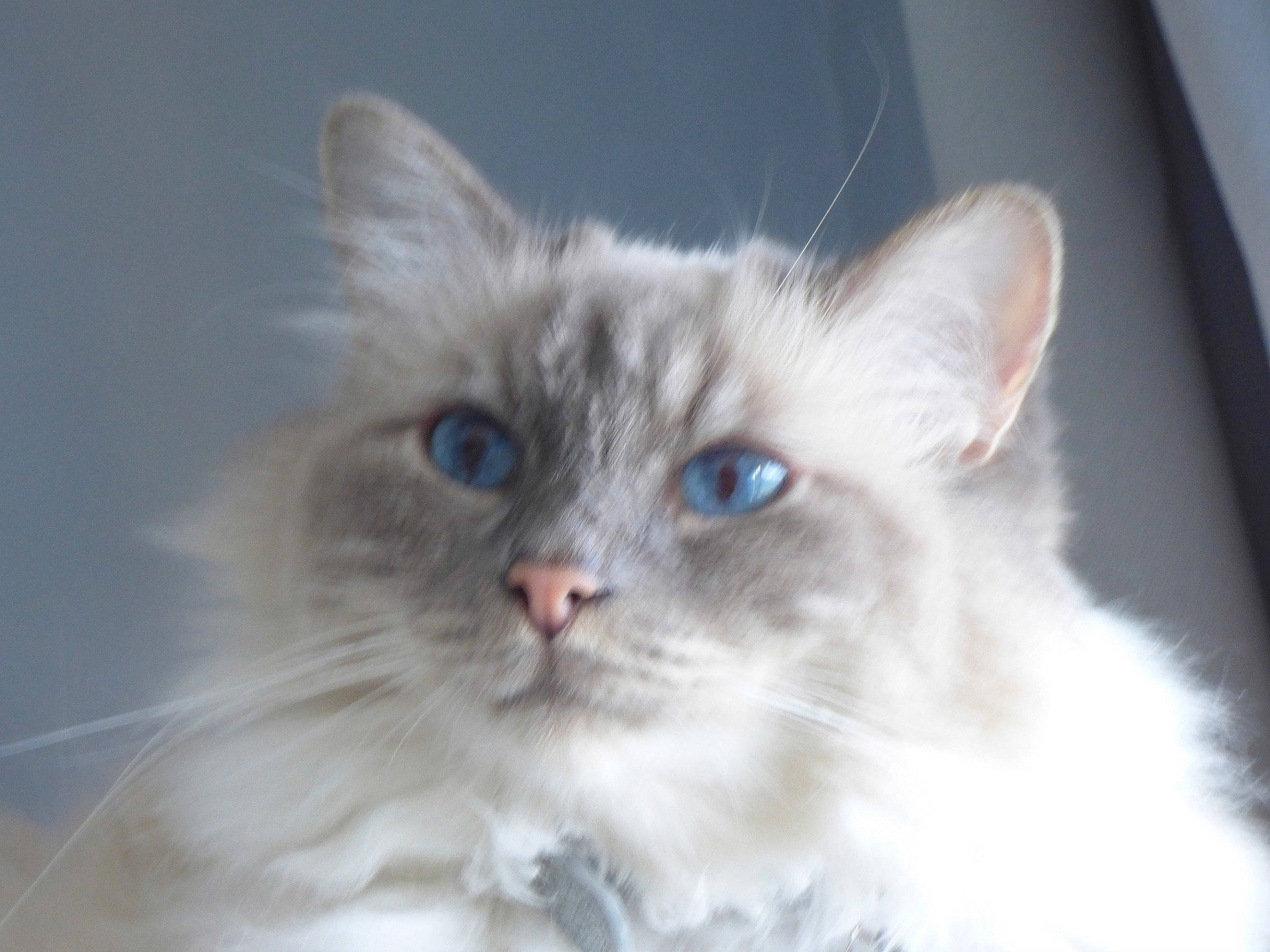 Hoshie participe au concours pour gagner de l'argent avec cette photo : asian_semi_longhair, birman, carnivore, cat, domestic_long_haired_cat, eye, felidae, iris, javanese, kitten, mammal, norwegian_forest_cat, ragamuffin, ragdoll, siberian, small_to_medium_sized_cats, snout, turkish_angora, vertebrate, whiskers