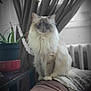 cat, fluffy_cat, indoor, plant, potted_plant, curtains, couch, blanket, furniture, pet, animal, portrait, cozy, relaxed, sitting, feline, domestic_cat, long_hair, home, soft_lighting