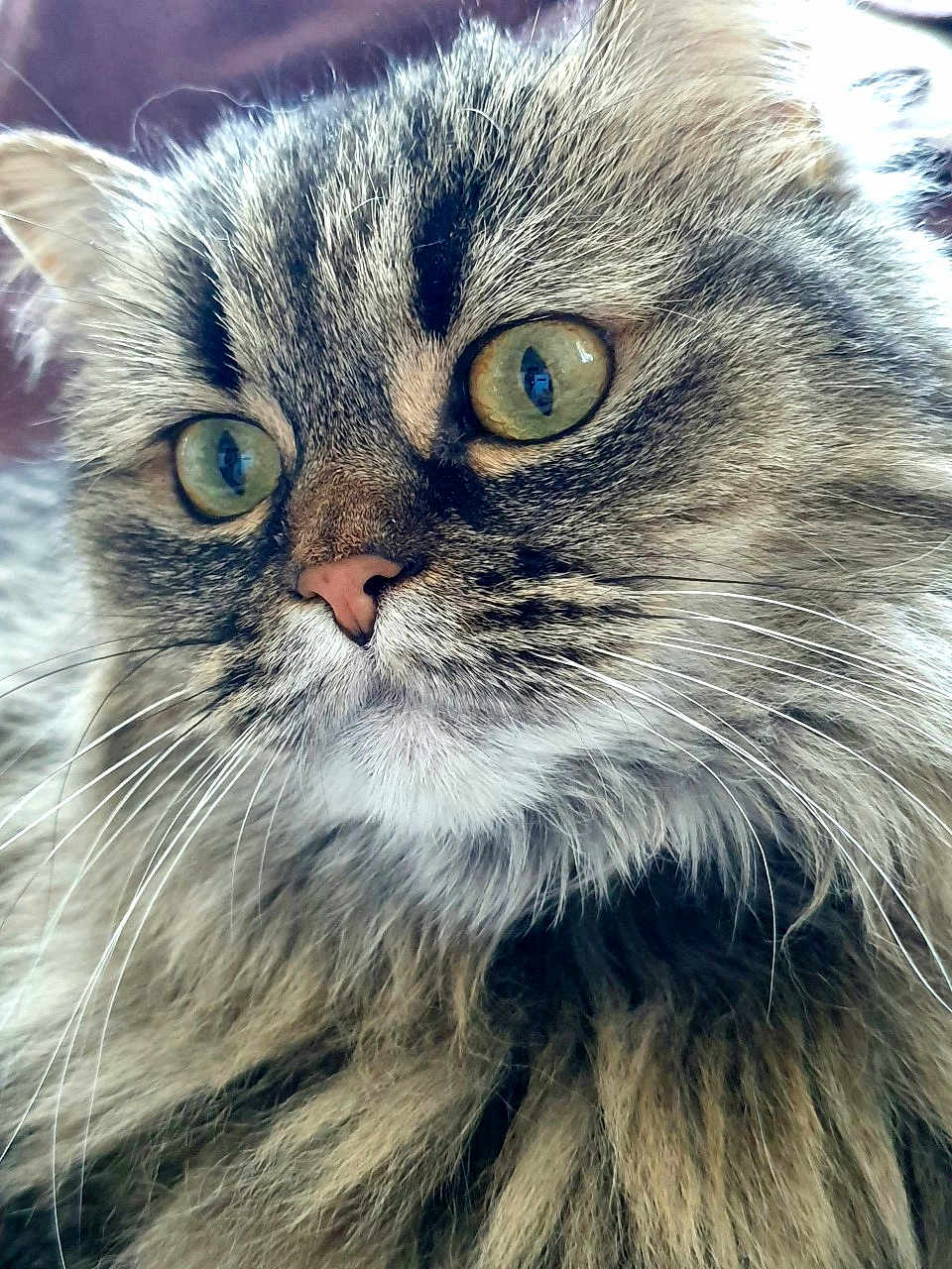 Tsuki