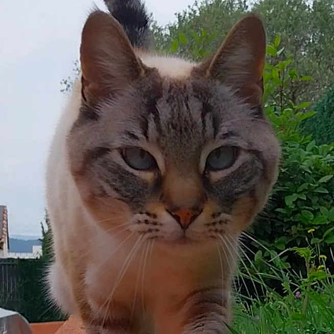 Kiki participe au concours pour gagner de l'argent avec cette photo : abyssinian, angora, animal, backyard, cat, grass, herbal, herbs, jar, kitten, manx, nature, outdoors, pet, plant, planter, pottedplant, pottery, vegetation, yard