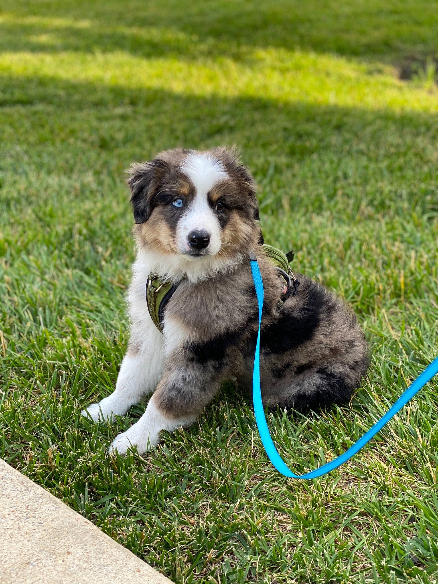 Blu is registered to the contest to win money with this photo: australian_collie, australian_shepherd, border_collie, canidae, carnivore, companion_dog, dog, dog_breed, english_shepherd, grass, herding_dog, mammal, miniature_australian_shepherd, puppy, rare_breed_dog, sporting_group, vertebrate, welsh_sheepdog, working_dog