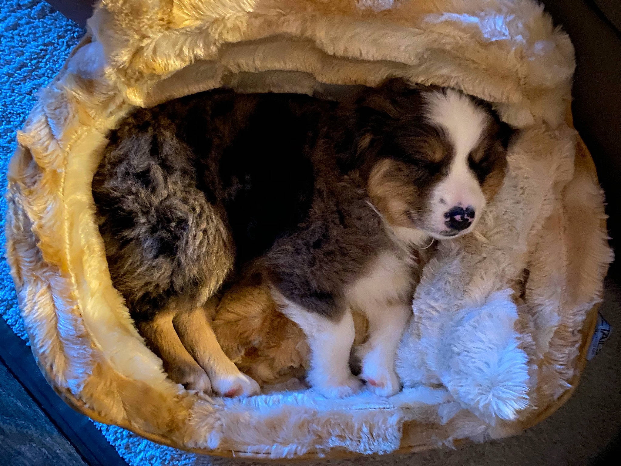 Blu joined the competition — help win amazing prizes! australian_shepherd, canidae, carnivore, companion_dog, dog, dog_breed, english_shepherd, fawn, fur, miniature_australian_shepherd, moscow_watchdog, puppy, sporting_group