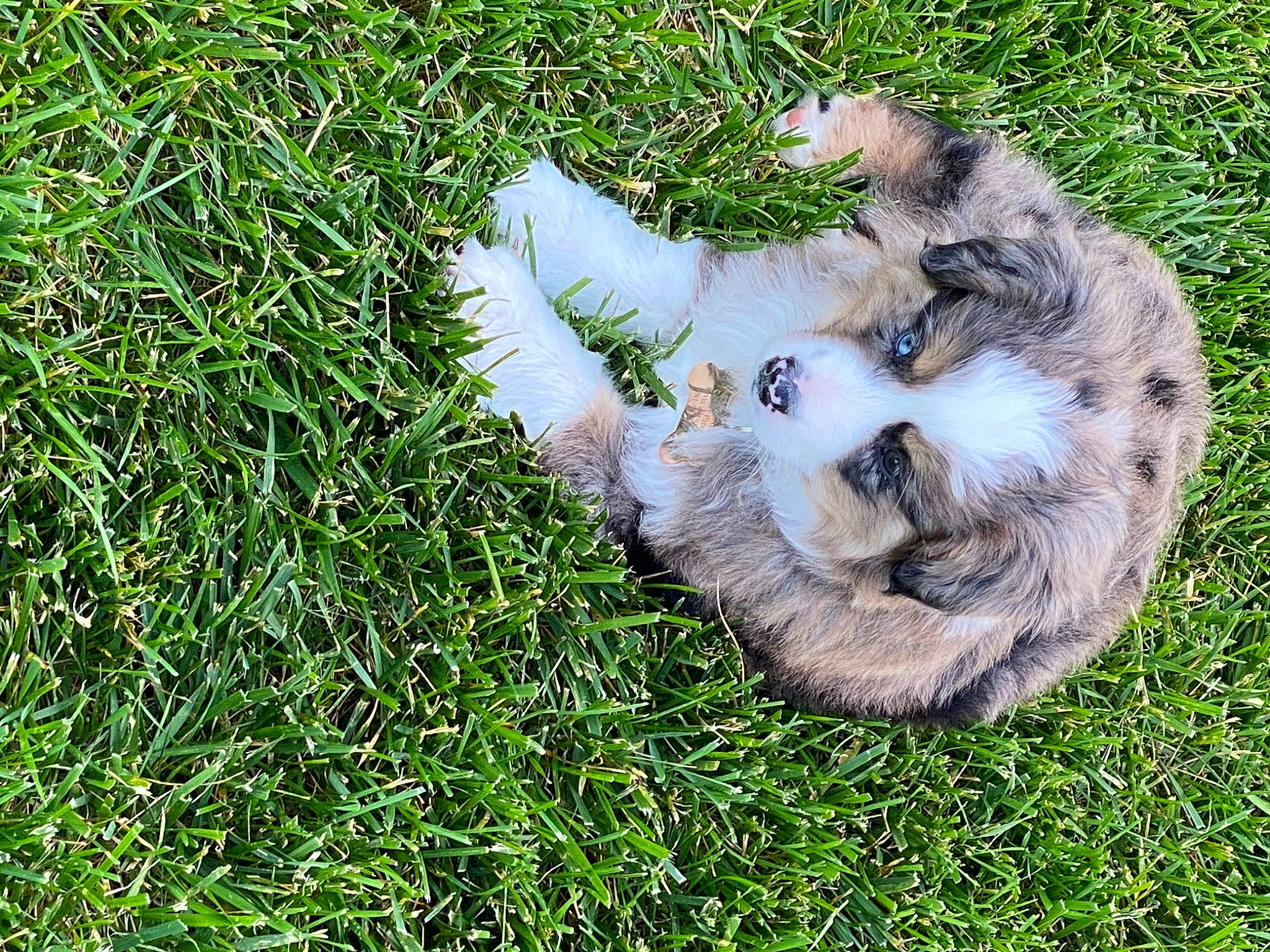 Blu joined the competition — help win amazing prizes! canidae, carnivore, cat, felidae, fur, grass, kitten, lawn, plant, polydactyl_cat, puppy, small_to_medium_sized_cats, tail