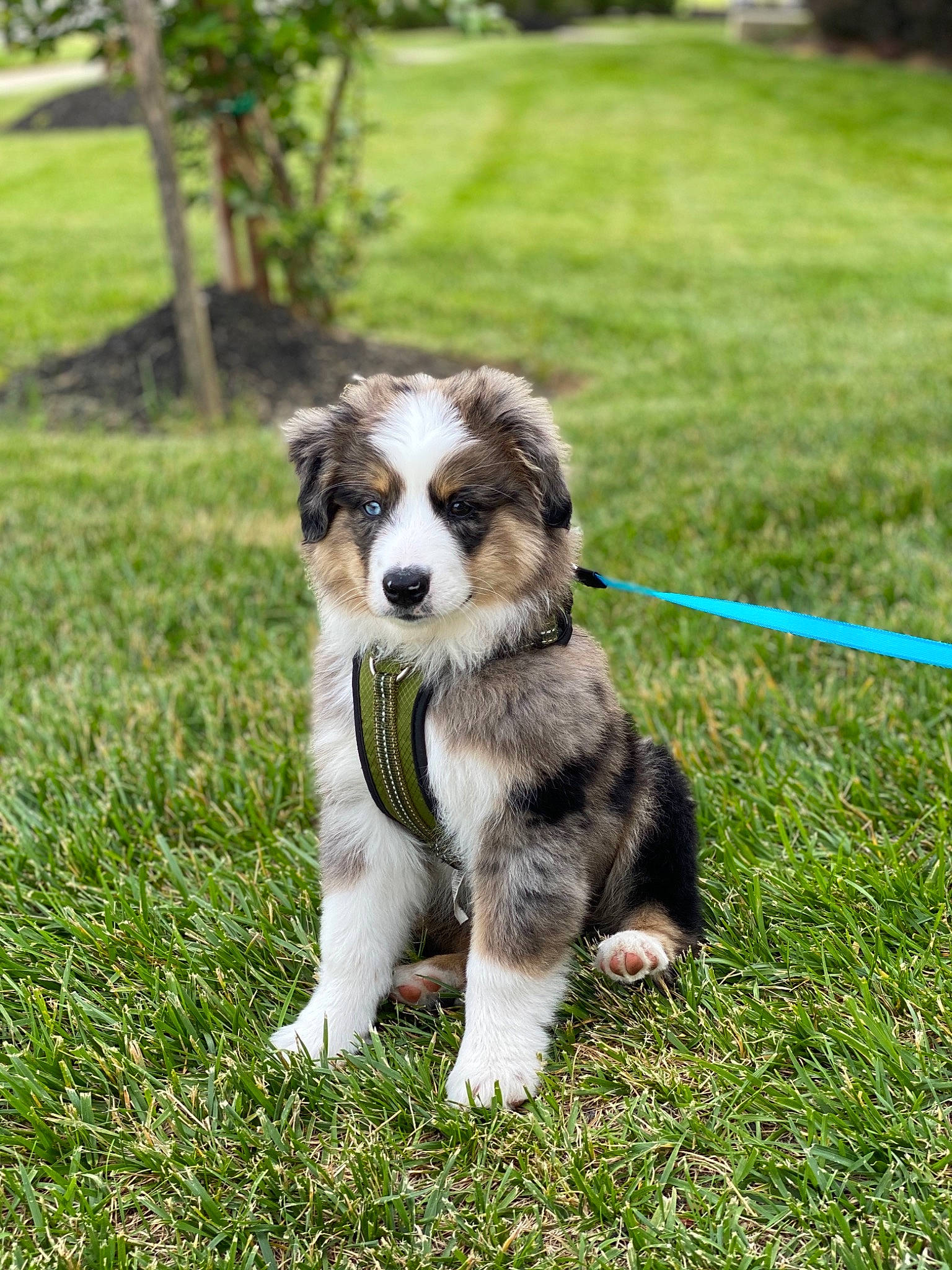 Blu joined the competition — help win amazing prizes! australian_collie, australian_shepherd, canidae, carnivore, companion_dog, dog, dog_breed, grass, herding_dog, mammal, miniature_australian_shepherd, puppy, rare_breed_dog, sporting_group, vertebrate, working_dog