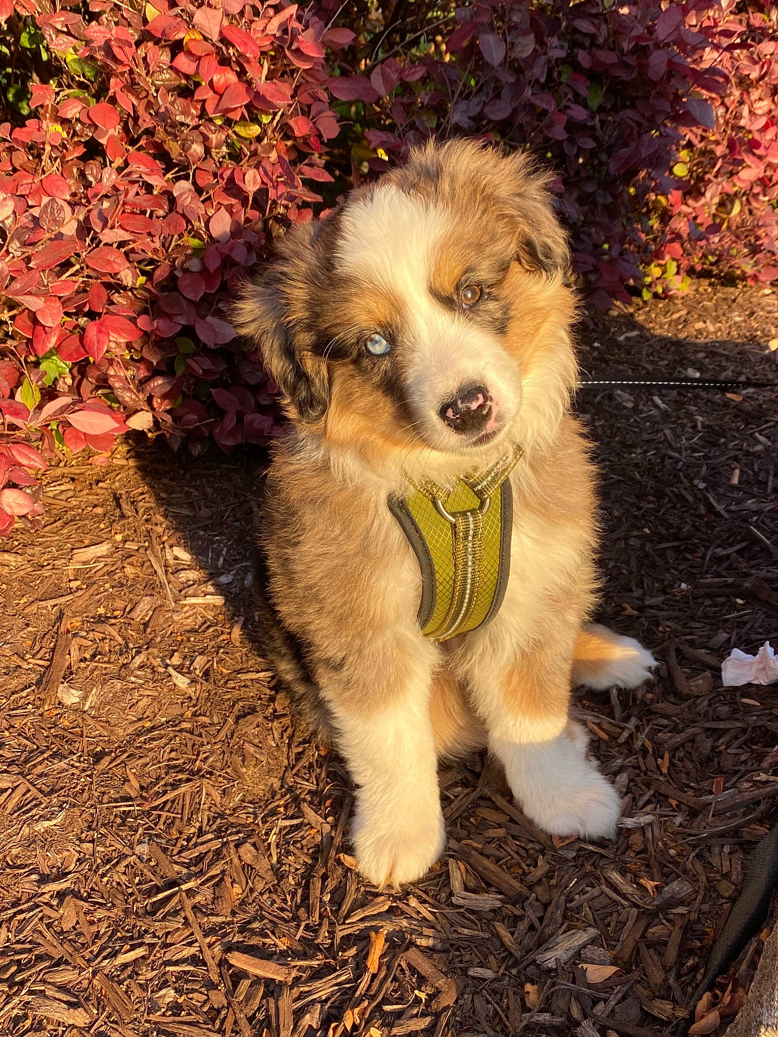 Blu joined the competition — help win amazing prizes! australian_collie, australian_shepherd, basque_shepherd_dog, canidae, carnivore, companion_dog, dog, dog_breed, english_shepherd, mammal, miniature_australian_shepherd, puppy, rare_breed_dog, sporting_group, tree, vertebrate, welsh_sheepdog
