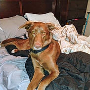 Ellie Taylor joined the competition — help win amazing prizes! dog, brown_dog, bed, blanket, pillow, furniture, indoor, resting, collar, wooden_headboard, dresser, cup, relaxed, pet, canine, looking_at_camera, cozy, home, fur, sleep_area