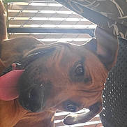 Cheddar is registered to the contest to win money with this photo: dog, tongue_out, indoor, relaxed, brown_dog, window_blinds, sunlight, chair, fabric, pet, canine, playful, close_up, animal, resting, ears, snout, fur, happy, daylight