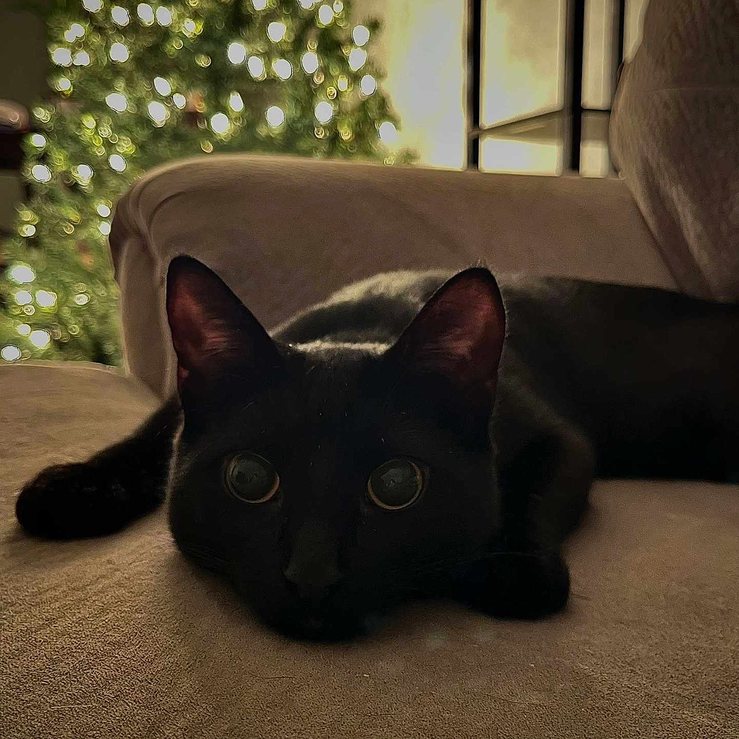 Vader Petty is registered to the contest to win money with this photo: animal, black_cat, cat, christmas_tree, close_up, couch, cozy, cute, domestic_cat, eyes, furniture, holiday, indoor, lights, mammal, pet, relaxing, resting, soft_lighting, whiskers