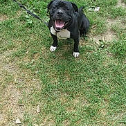 Shadow is registered to the contest to win money with this photo: dog, black_dog, white_paws, white_chest, leash, grass, outdoor, happy, smiling, pet, canine, animal, nature, playful, friendly, sitting, tongue_out, daylight, greenery, cute