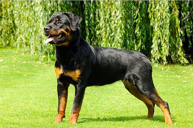 Hermès participe au concours pour gagner de l'argent avec cette photo : ancient_dog_breeds, biting, canidae, carnivore, companion_dog, dobermann, dog, dog_breed, grass, guard_dog, hound, hunting_dog, plant, snout, sporting_group, tail, terrestrial_animal, working_animal, working_dog